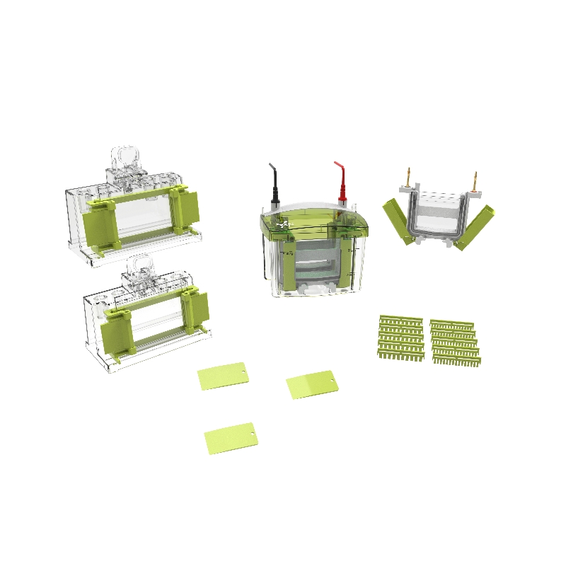 Western Blot Protocol