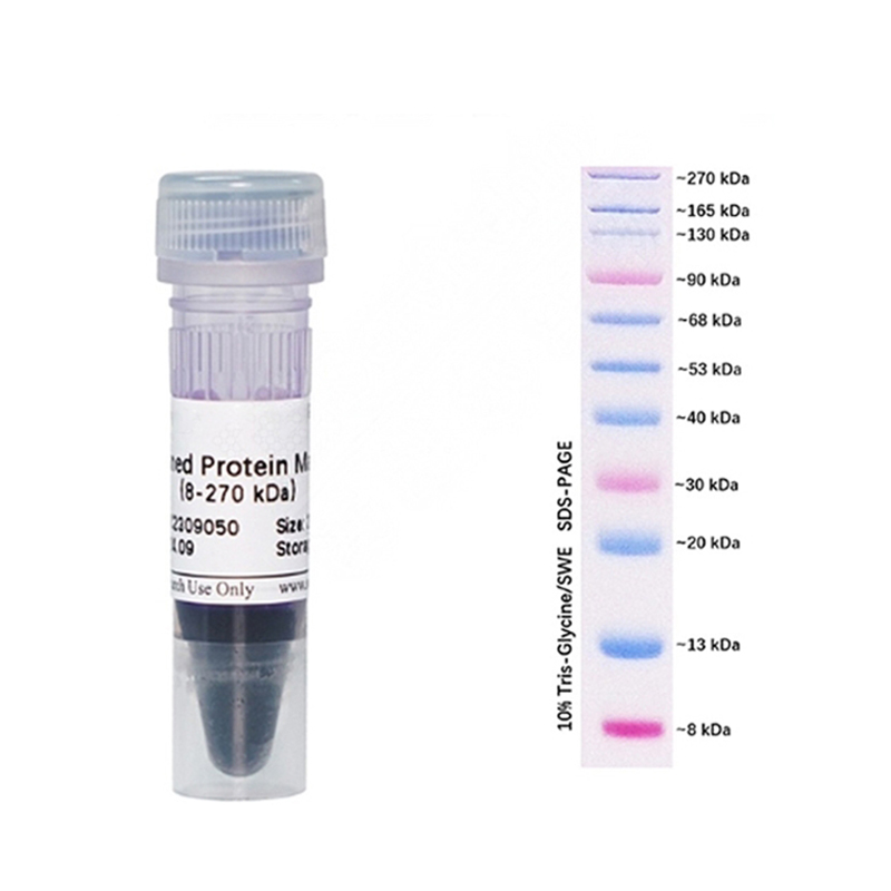 Prestain Protein Marker