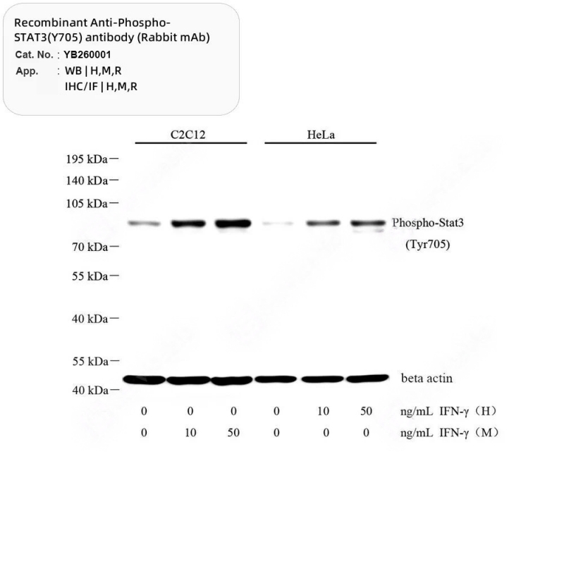IL-6 IL-8 Antibody