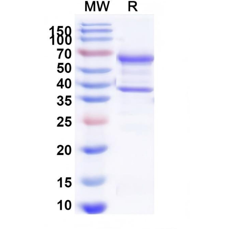 Recombinant Dog NGF/Beta-NGF Protein