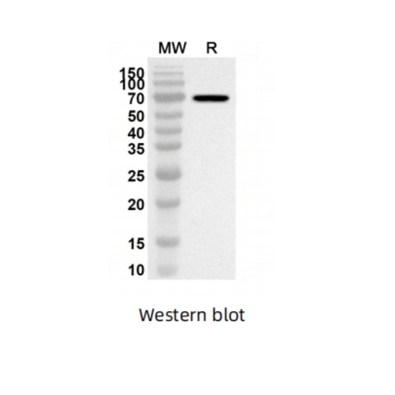 Anti-CD284/TLR4 Polyclonal Antibody