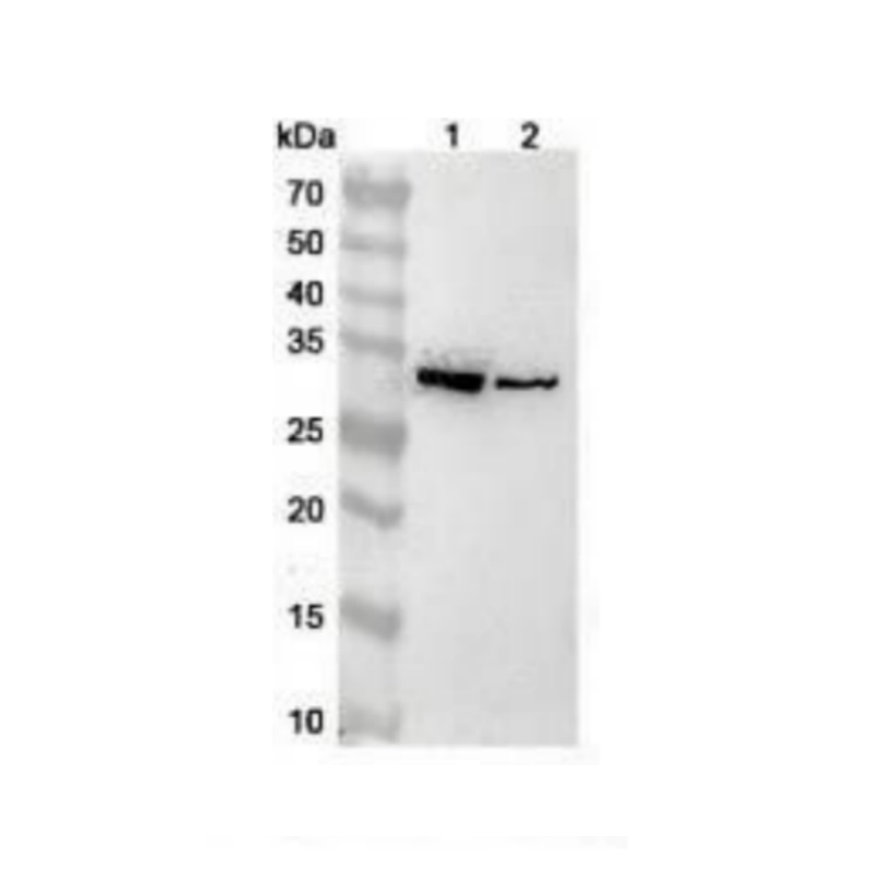Anti-Human CASP3/Caspase-3 Polyclonal Antibody