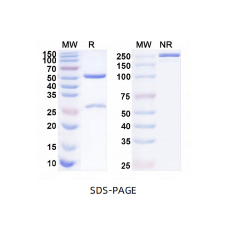 Anti-Mouse VEGFA Antibody (G6)