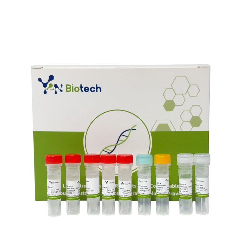 DAB (SA-HRP) Tunel Cell Apoptosis Detection Kit