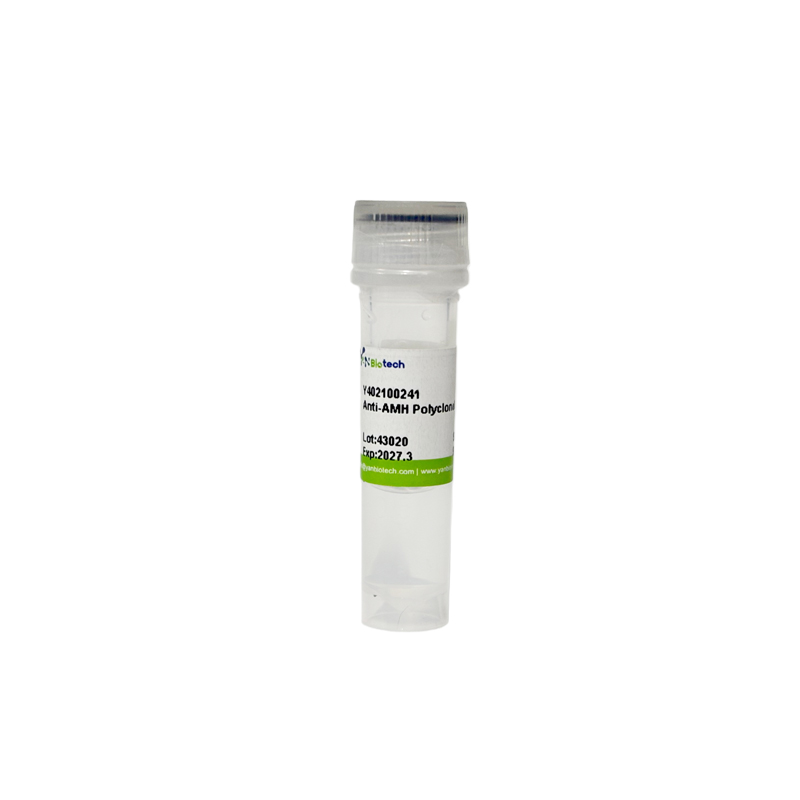 Anti-AMH Polyclonal Antibody