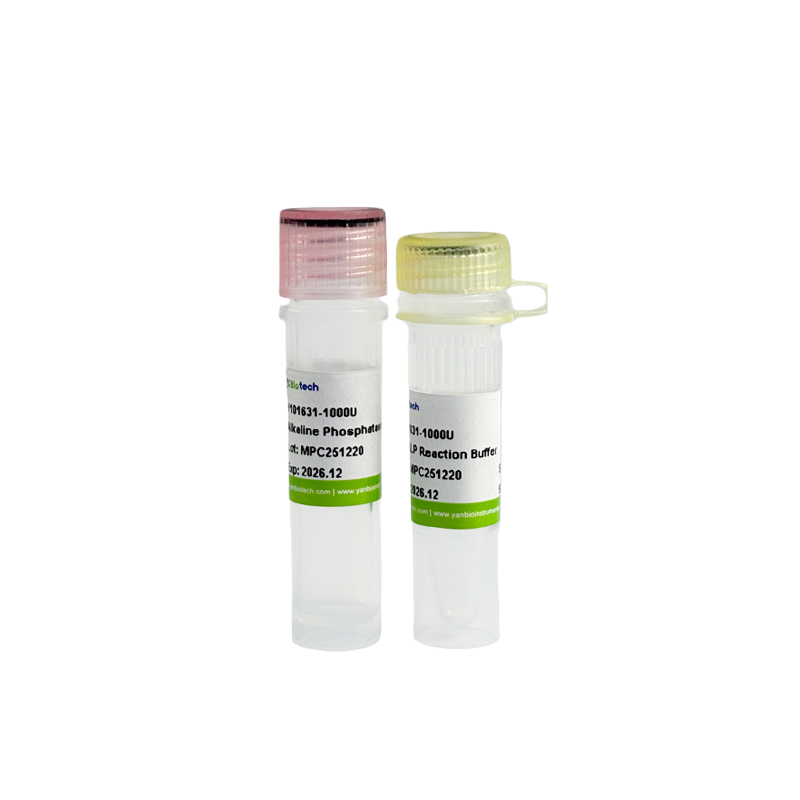 Thermosensitive Alkaline Phosphatase